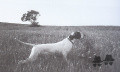 Pedigree IALA DEL CELO Pedigree IALA DEL CELO